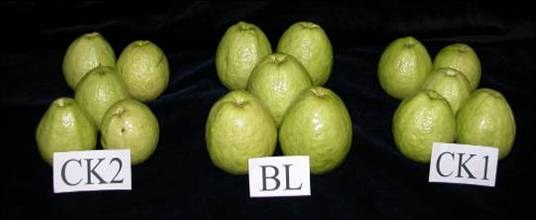 Use of bio liquid fertilizer  BL  was beneficial to guava production