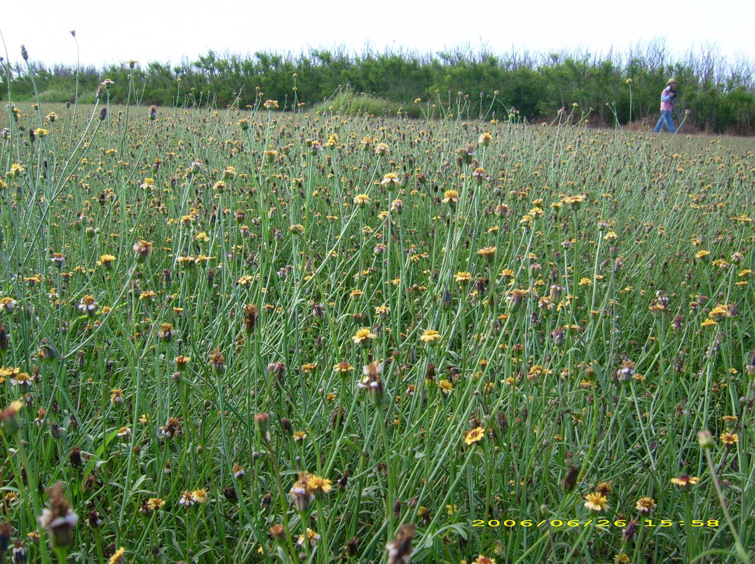 Cultivation of Feng Ru in Penghu