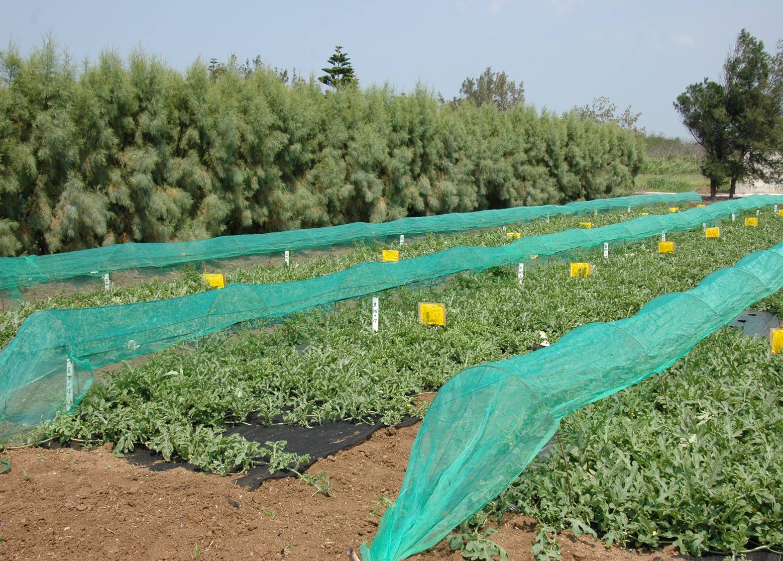 Production of watermelon    Jiabo    in the agroforestry system  athel tamarisk as a windbreak 