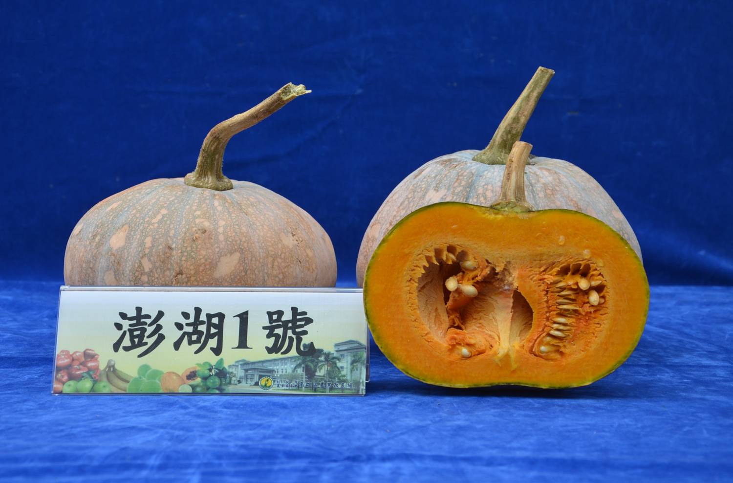 Pumpkin Penghu 1