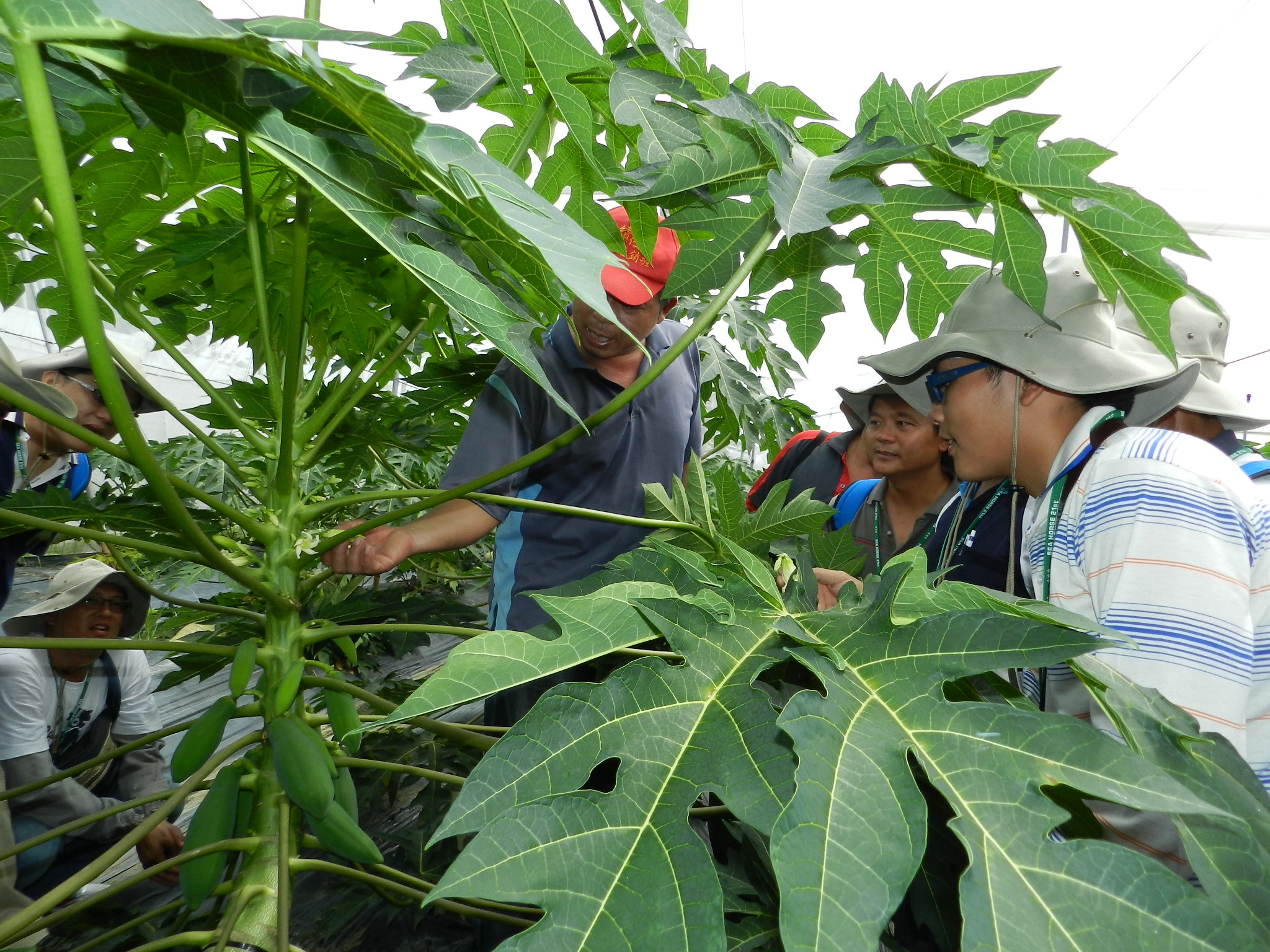 學員在六龜區邱瑞斌班長果園學習疏花留果技術