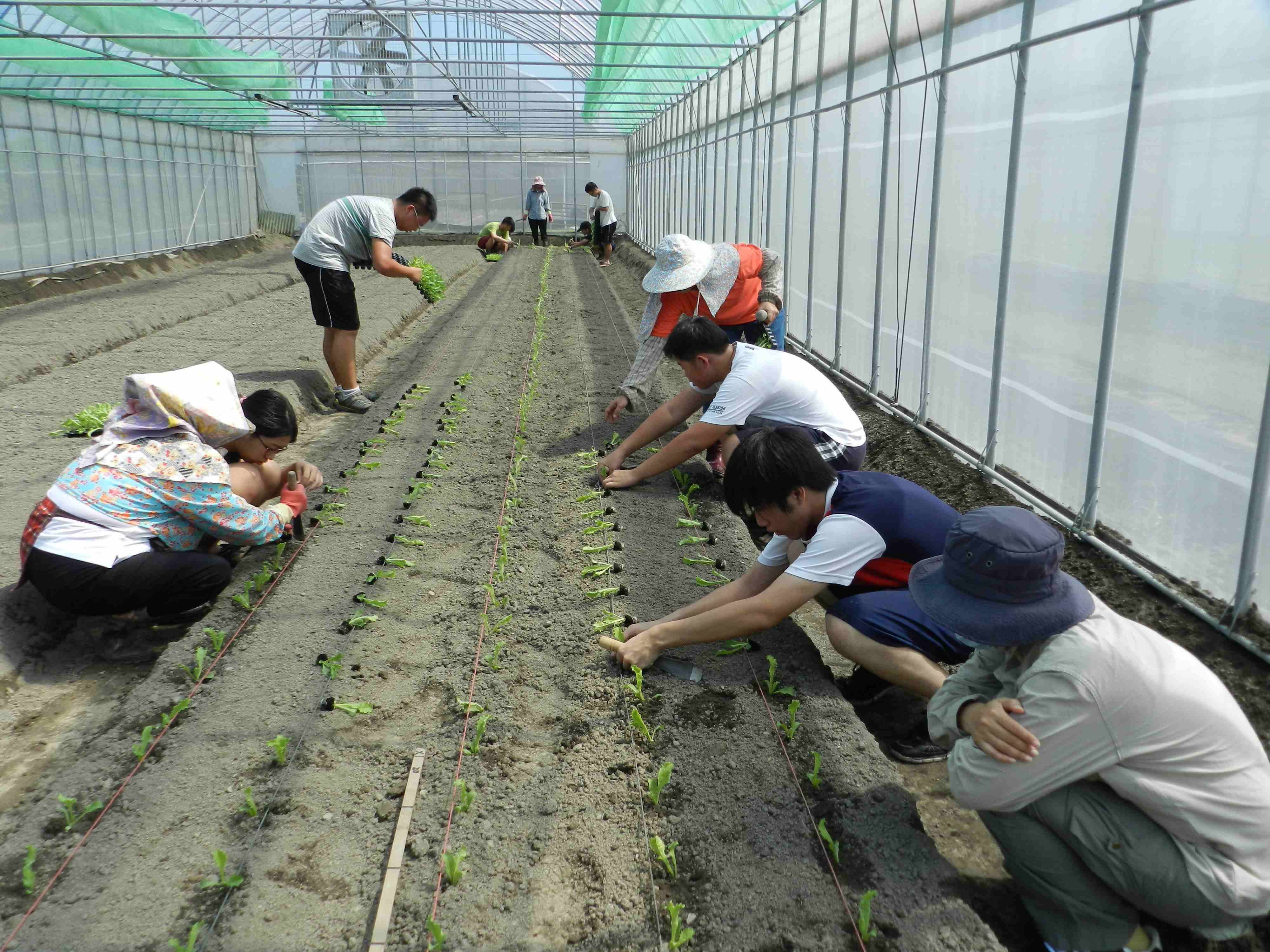 在旗南分場工作人員指導下，學生們學習在網室設施內種植蔬菜－拉線、放苗、挖洞、種植壓實。