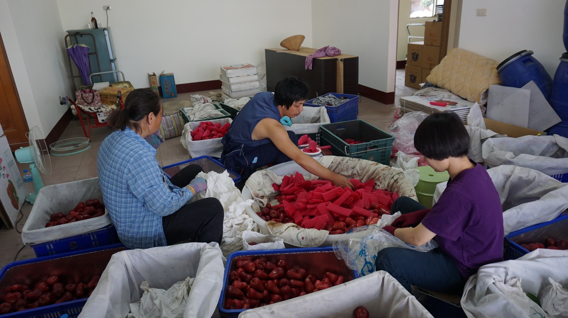 高雄團蘇首恩、賴筱櫻師傅於六龜區農場協助蓮霧分級包裝工作(大樹區農會提供)