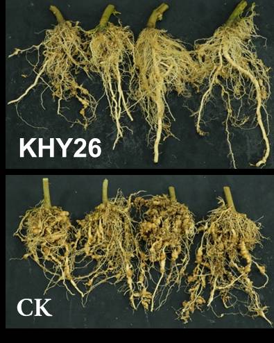 Biopesticide for nematode control-native Streptomyces misionesis KHY26 production technology