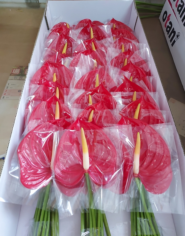 New Anthurium Cultivar ‘Kaohsiung No.4 ’ -2