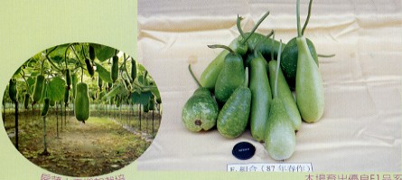 葫蘆蒲 葫蘆蒲