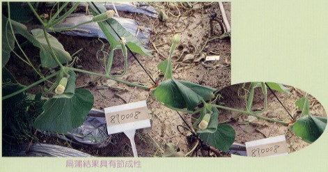 扁蒲結果具有節成性 扁蒲結果具有節成性