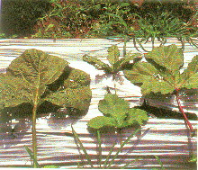 採收及食用 採收及食用