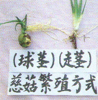 慈菇繁殖方法